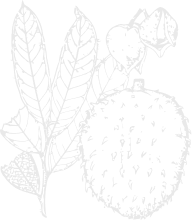 Raintree Calaguala Extract (Polypodium decumanum) 2 oz (60ml)